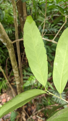 Ilex formosana, photograph 6