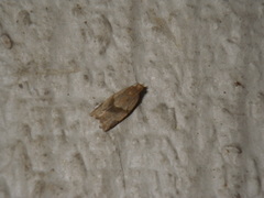 Clepsis peritana