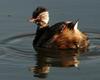White-tufted and Titicaca Grebes - Photo (c) Gustavo Durán, some rights reserved (CC BY-NC-SA)