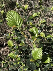 Cercocarpus betuloides blancheae