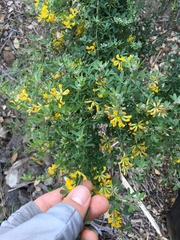 Acmispon dendroideus dendroideus