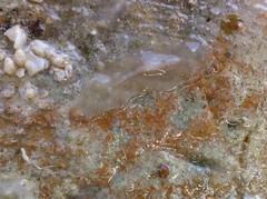 Acotylea
