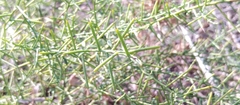 Dyer's Weed (Alhagi graecorum)