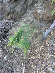 Acmispon dendroideus dendroideus