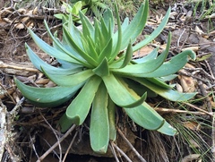 Dudleya candelabrum