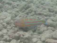 Thalassoma trilobatum