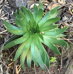 Dudleya candelabrum