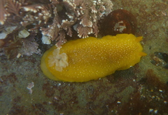 Doriopsilla albopunctata