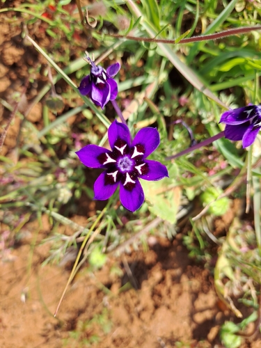 Image of Lapeirousia oreogena by (c) Noeleen du Toit, some rights reserved (CC BY-SA)