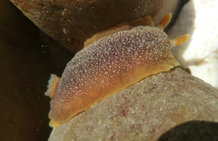 Doriopsilla albopunctata