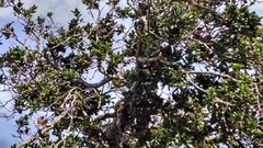 Dryobates nuttallii