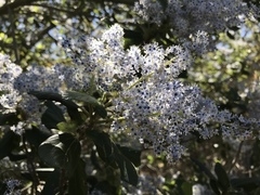 Ceanothus arboreus