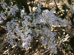 Ceanothus arboreus