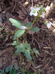 Cardamine angustata