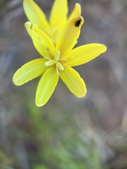 Sparaxis fragrans