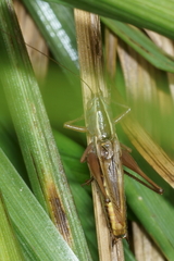Conocephalus albescens