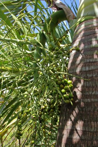 Manambe palm
