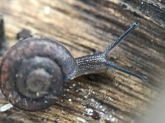 Helminthoglypta sanctaecrucis