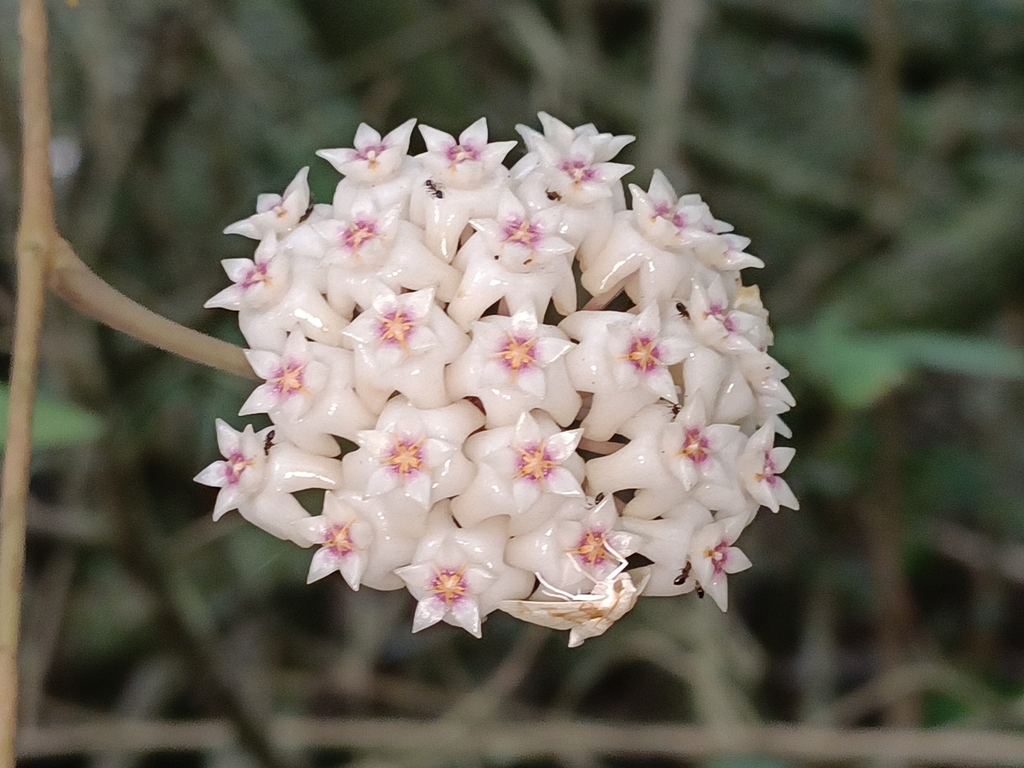Hoya verticillata