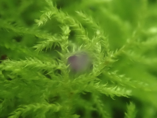 Image of Bryhnia novae by no rights reserved