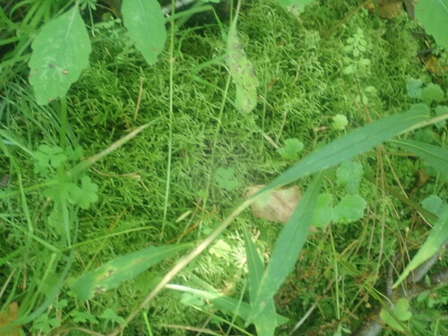 Image of Bryhnia novae by no rights reserved