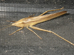 Neoconocephalus triops