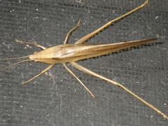 Neoconocephalus triops