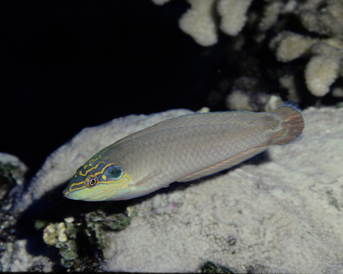 Halichoeres melasmapomus
