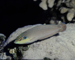 Halichoeres melasmapomus