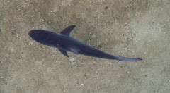 Carcharhinus obscurus