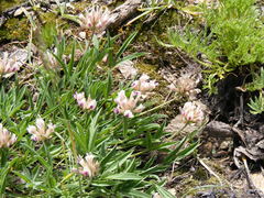 Trifolium dasyphyllum