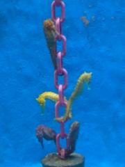 Hippocampus barbouri