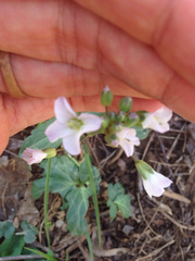 Cardamine angustata