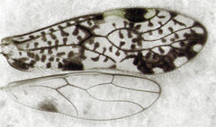 Abelopsocus pardus