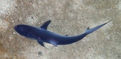 Carcharhinus obscurus