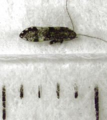 Abelopsocus pardus