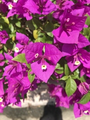 Bougainvillea