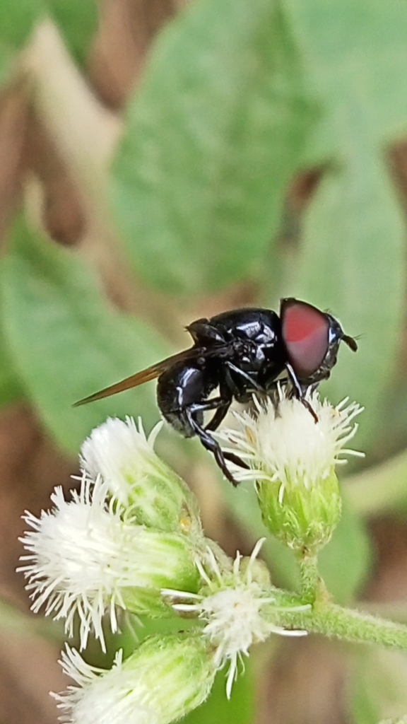 Cepa