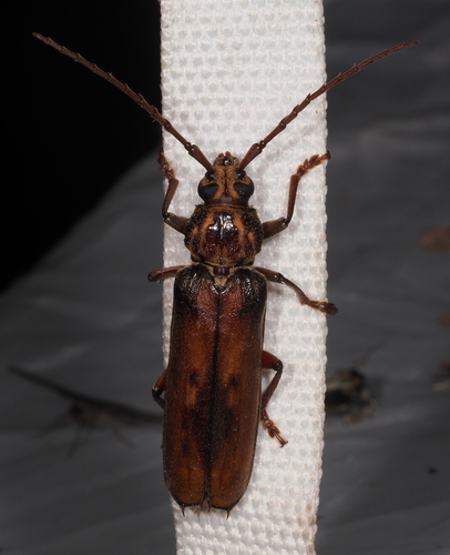 Praxithea morvanae