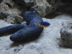 Pomacentrus auriventris