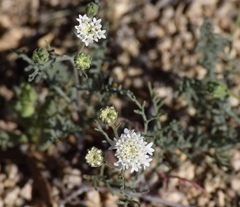 Chaenactis carphoclinia