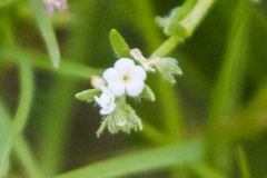 Pectocarya peninsularis