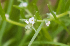 Pectocarya peninsularis