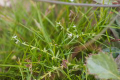 Pectocarya peninsularis