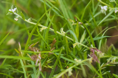 Pectocarya peninsularis
