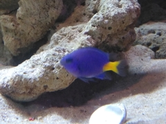 Chrysiptera parasema