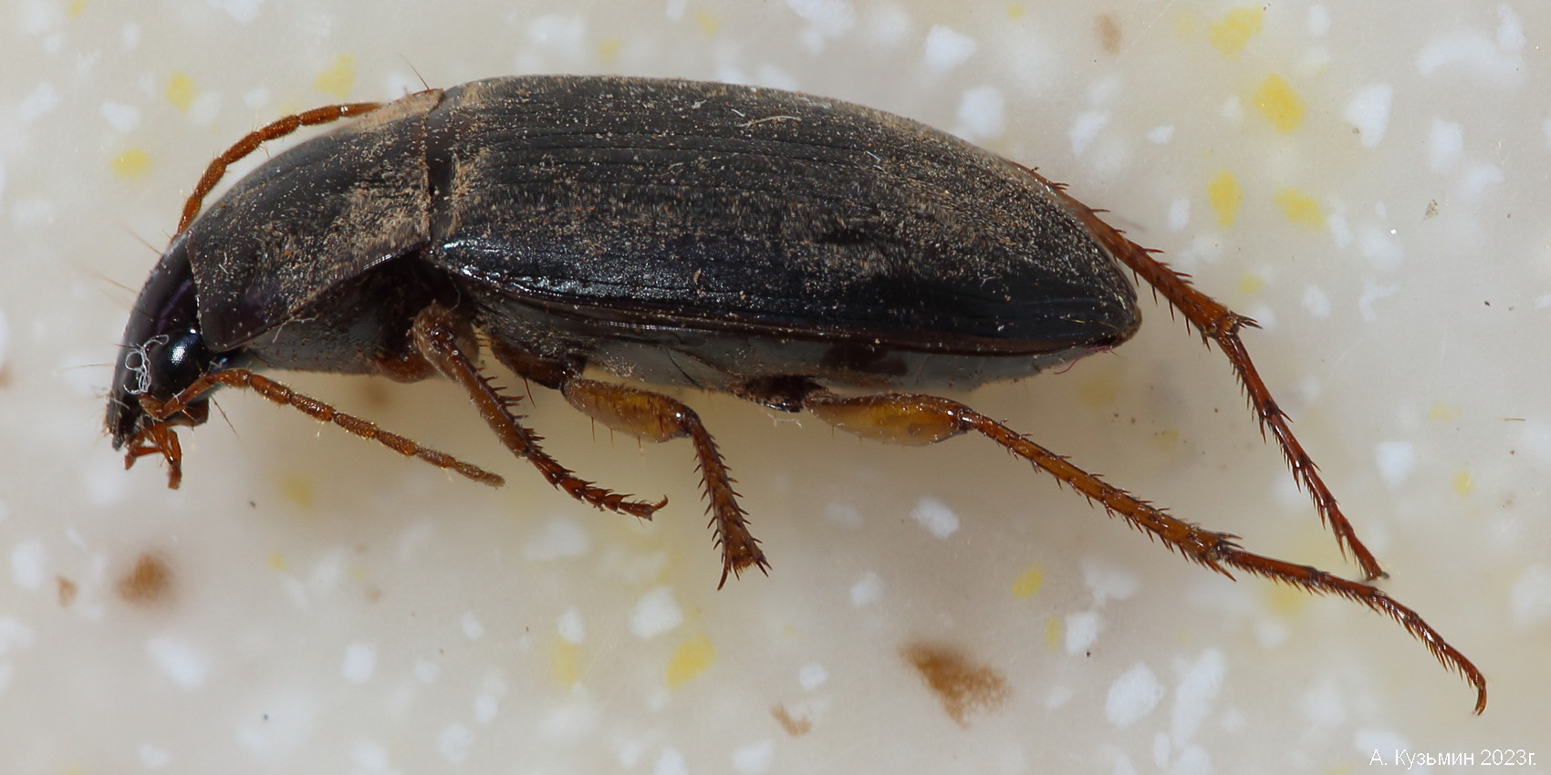 Жужелица Calathus micropterus