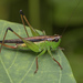 Black-kneed Meadow Katydid - Photo (c) budak, some rights reserved (CC BY-NC), uploaded by budak