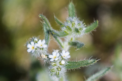 Cryptantha barbigera fergusoniae