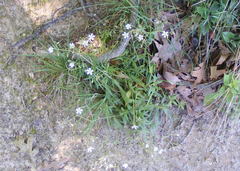 Cerastium velutinum